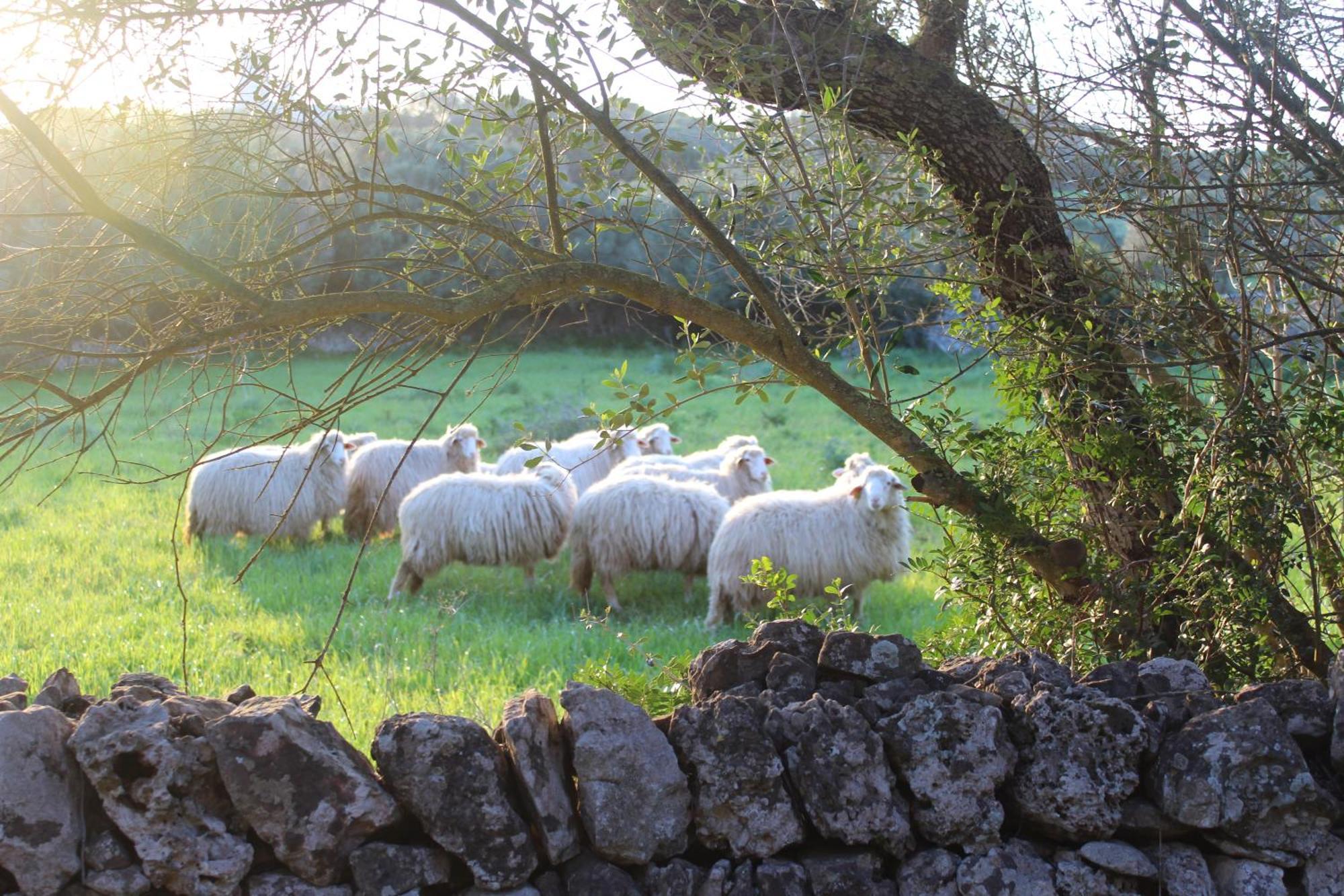 Farm stay Santa Mariana *