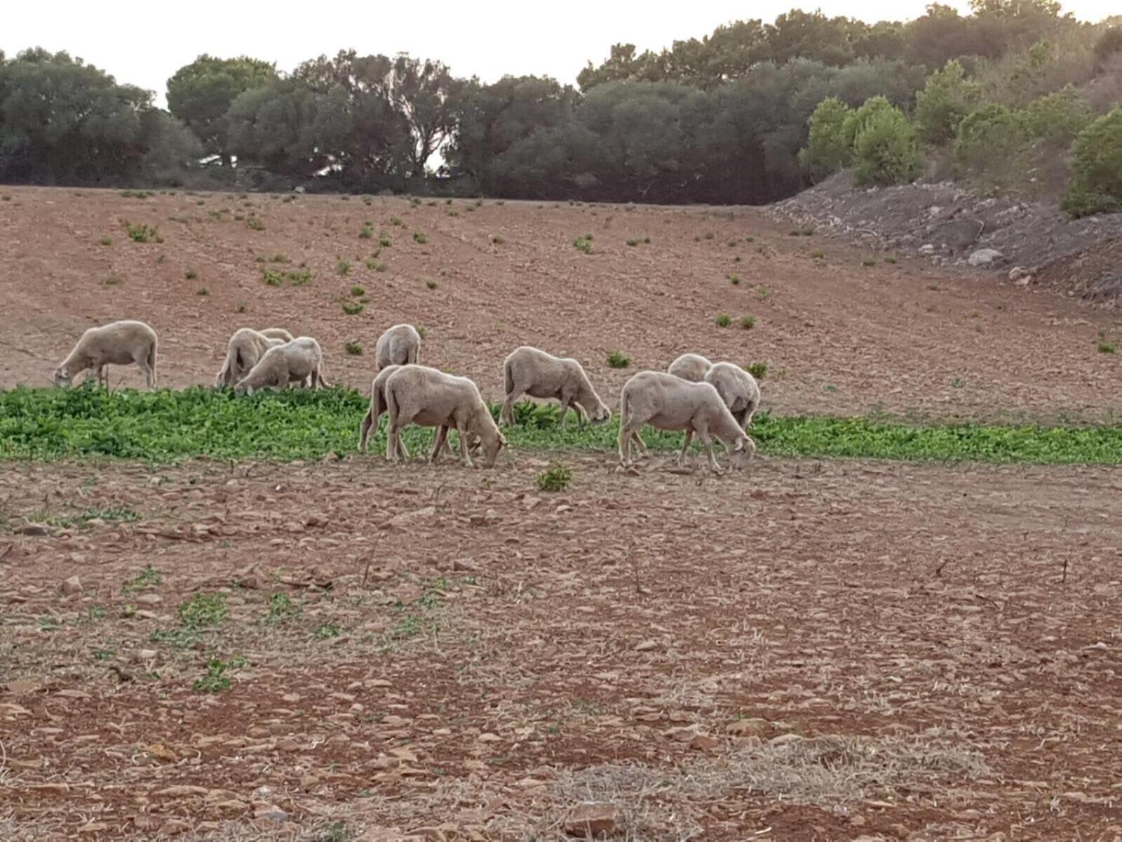 Santa Mariana Farm stay Alaior