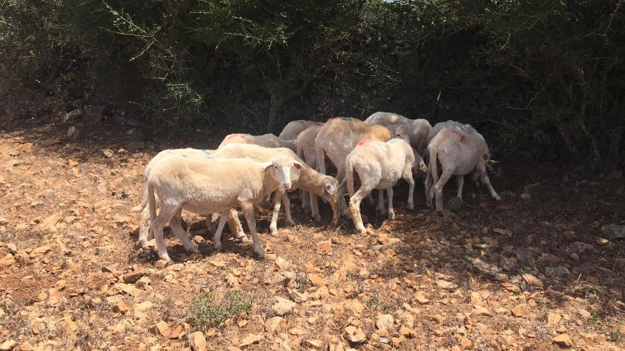 Santa Mariana Farm stay Alaior