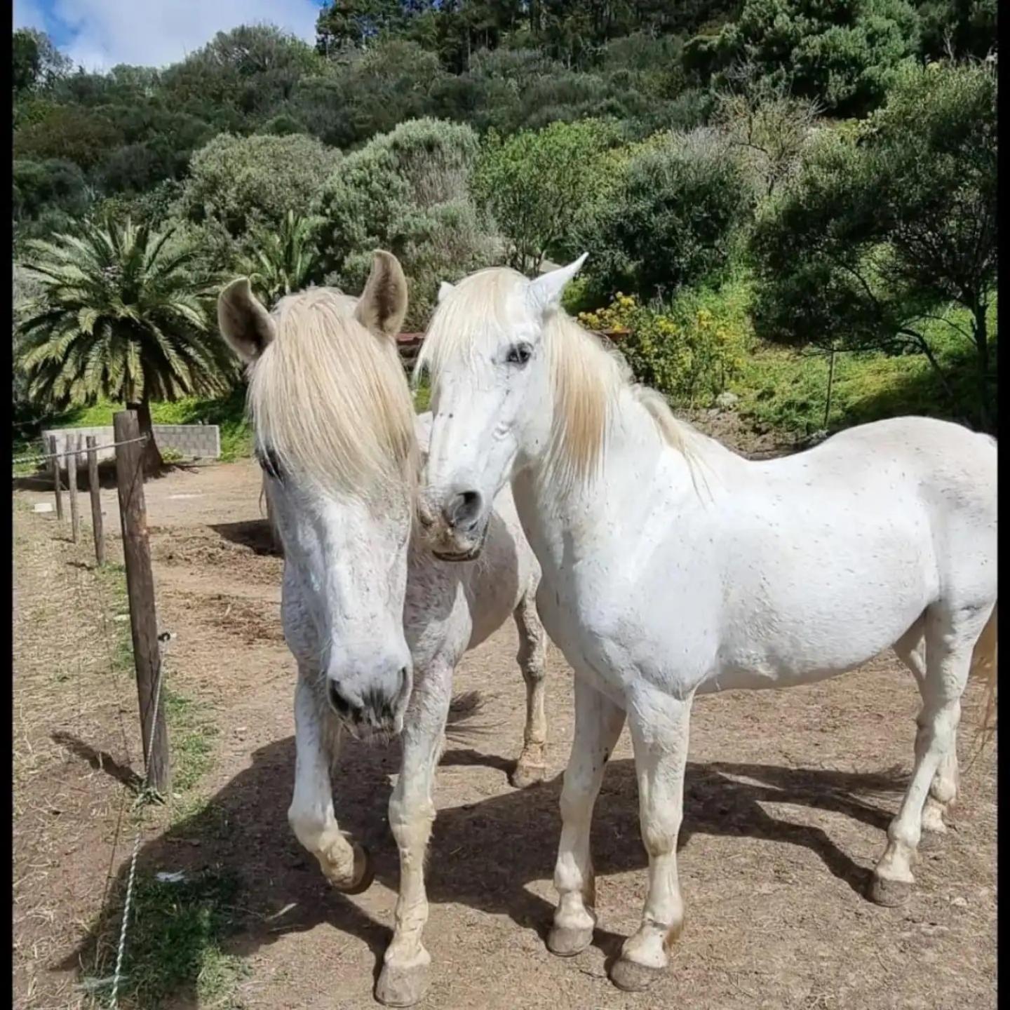 El Batan Country house Santa Brigida (Gran Canaria)