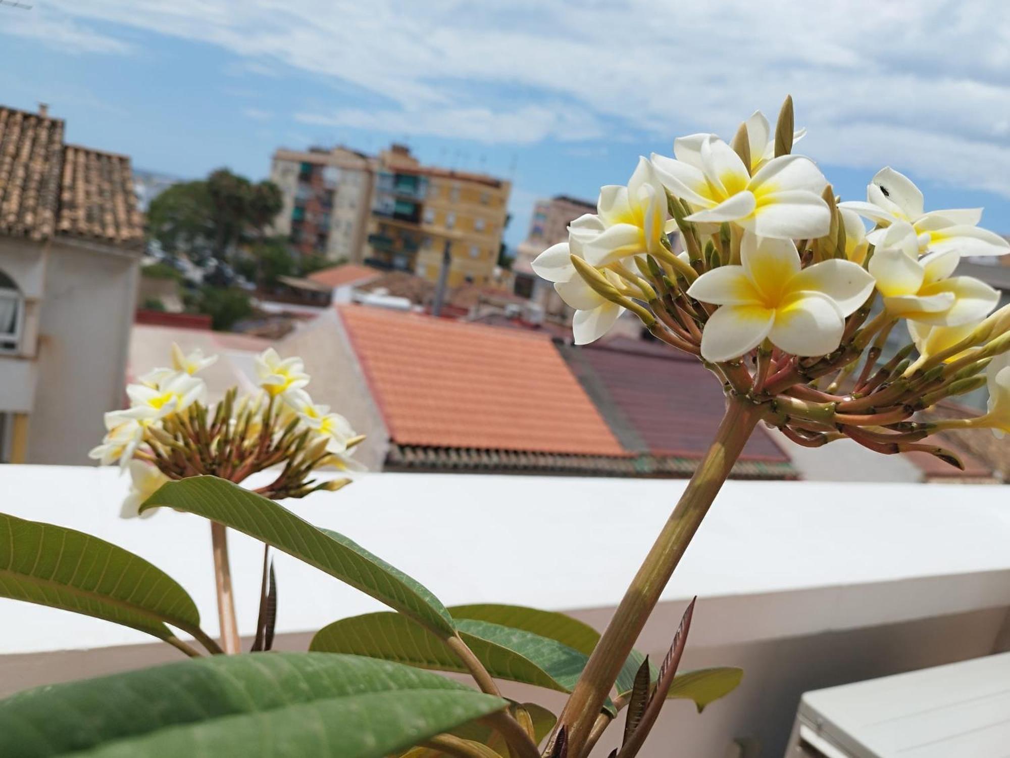 Apartamento Plumaria Málaga