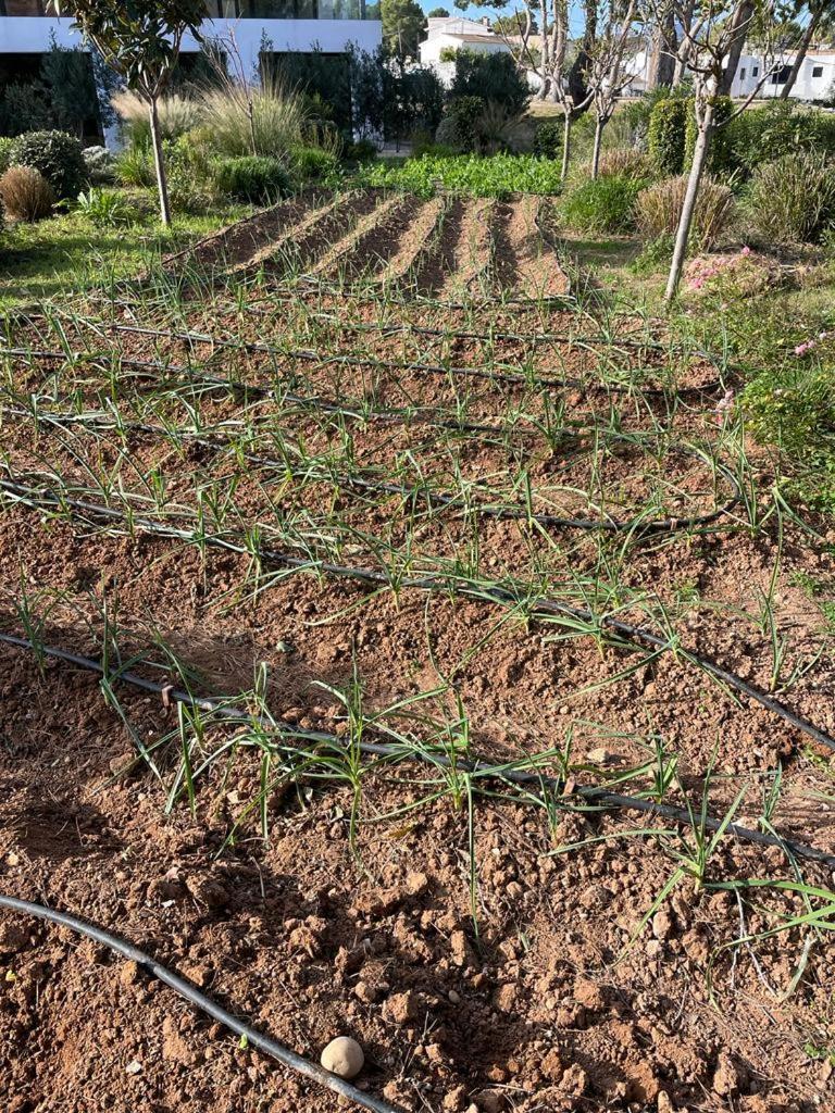 Serawa Moraira