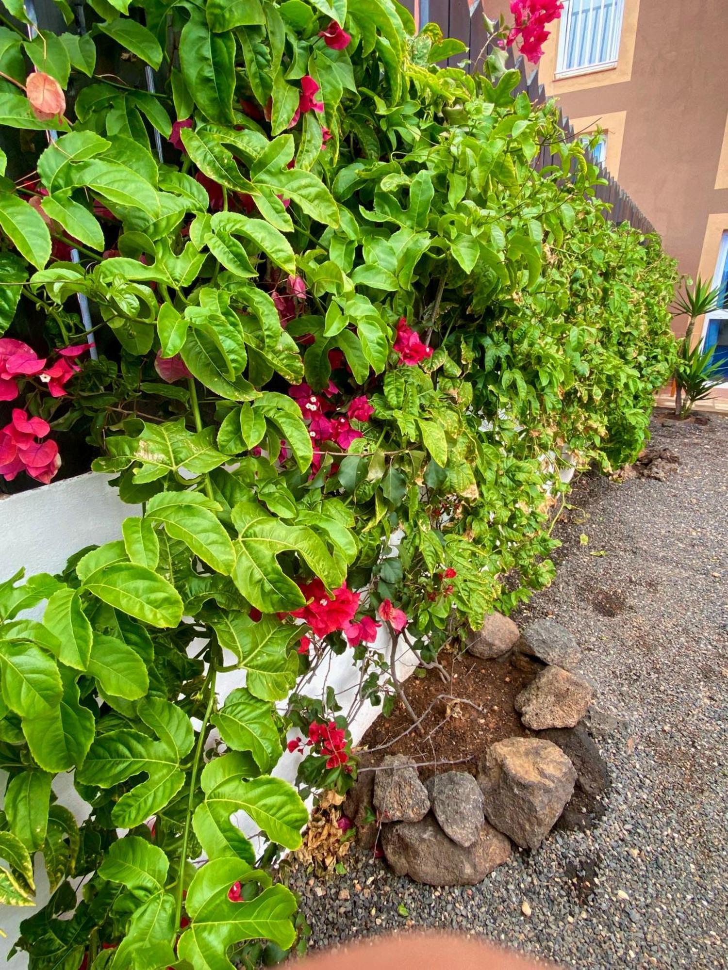 Apartamento Blue Wave House Corralejo