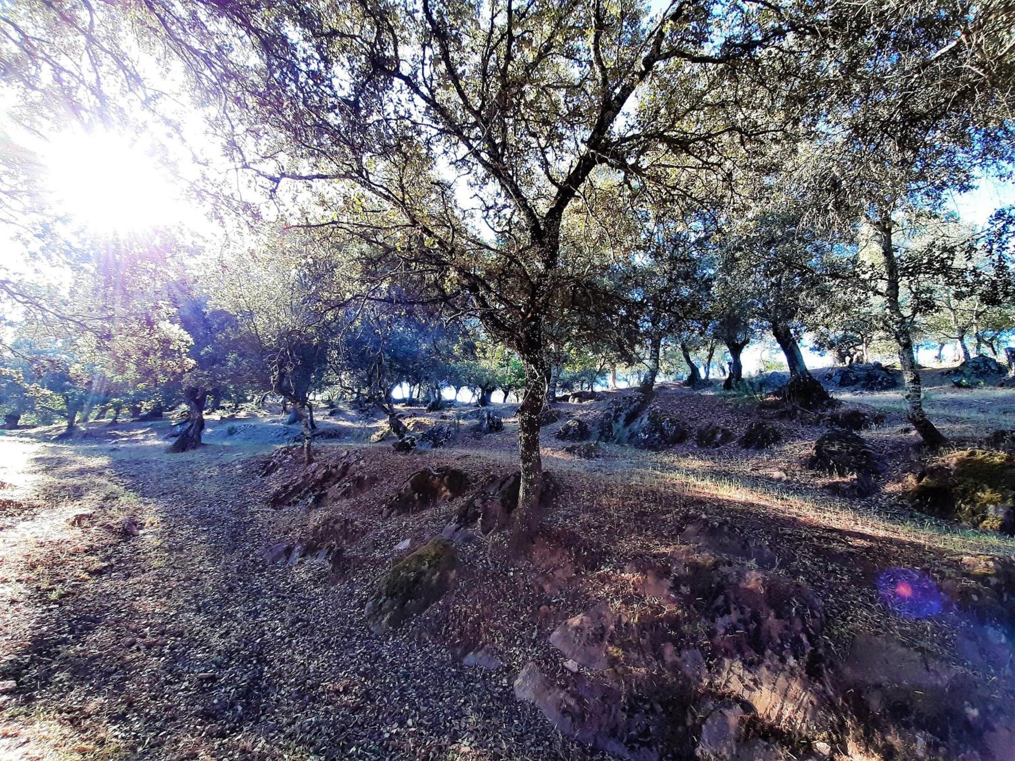 Gurumelo Aracena