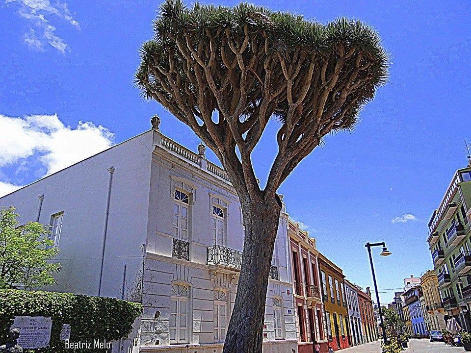 Belen La Laguna (Tenerife)