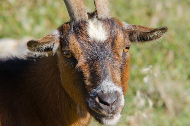Agroturisme S' Horta Farm stay *