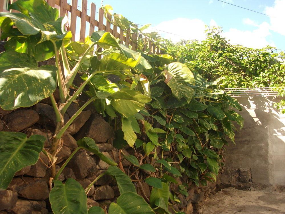 Llano Campo
