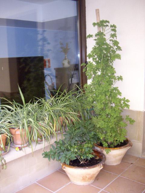 Rojanda * Elciego