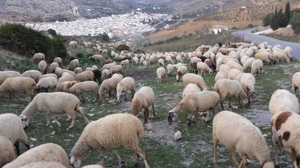 Vista A La Sierra Pensión Valle de Abdalajís