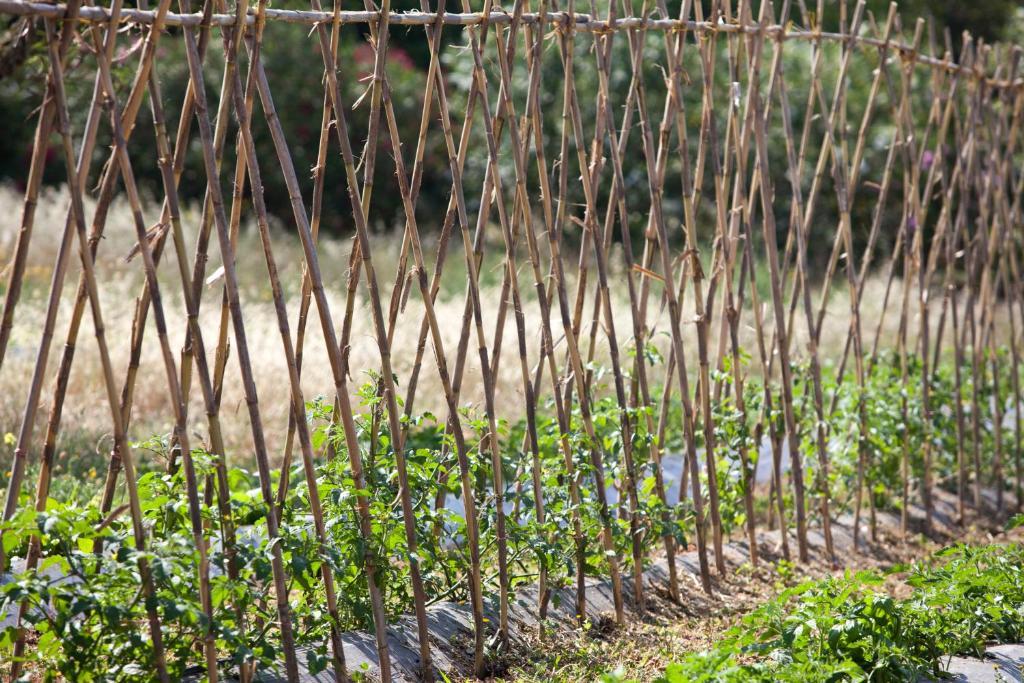 Sa Carrotja - Adults Only Ses Salines (Mallorca)