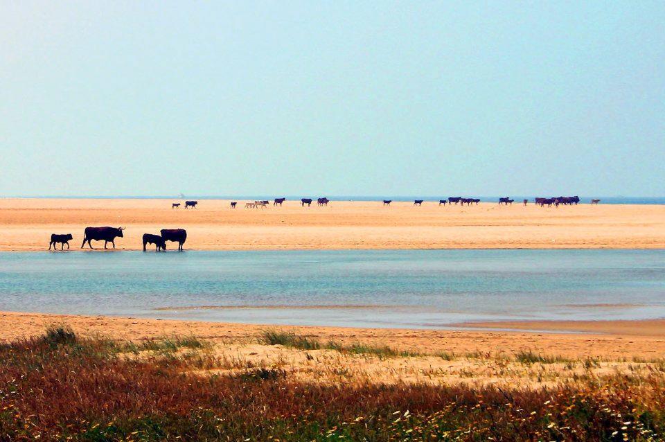 Ferreira Boutique 3* Conil De La Frontera