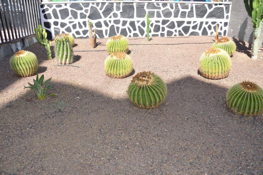 Apartamento Cactus Playa del Inglés