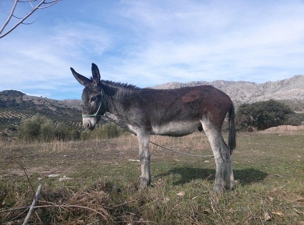 Holiday home Cortijo El Llano *