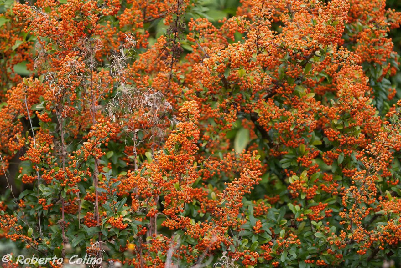 Artesoro Baserria