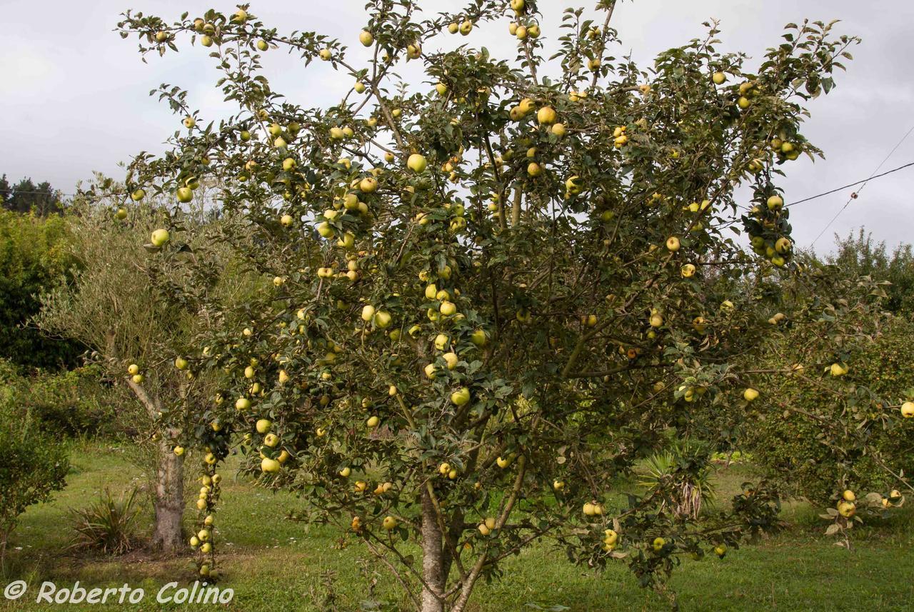 Artesoro Baserria Сasa de vacaciones San Pedro de Galdames