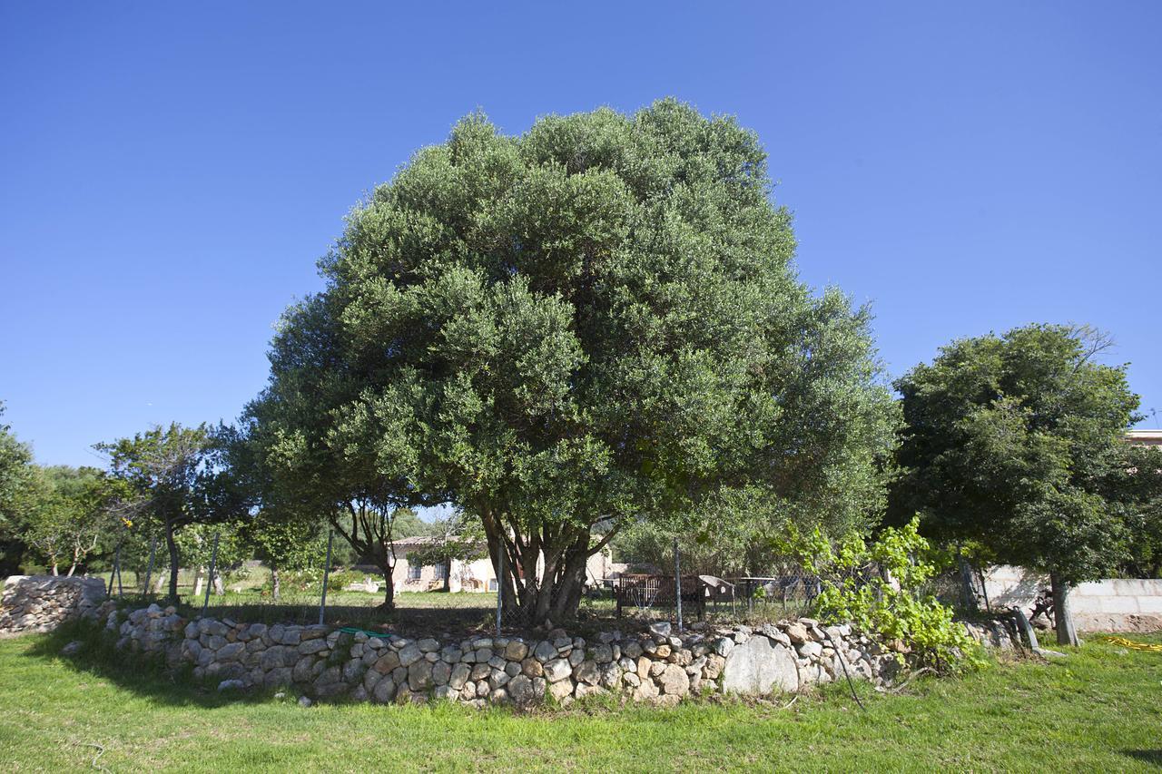 Dalt Murada Agroturismo