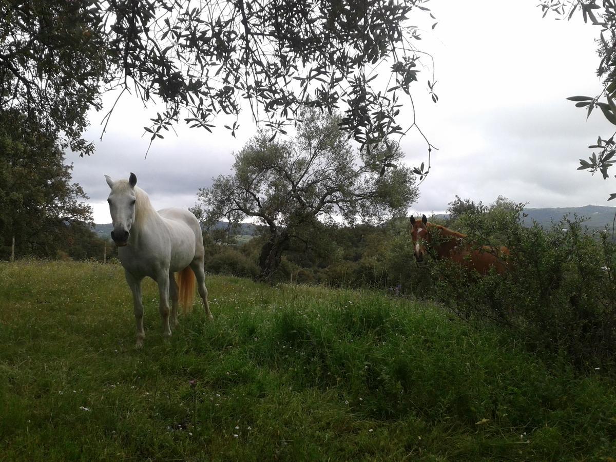 La Carnicera