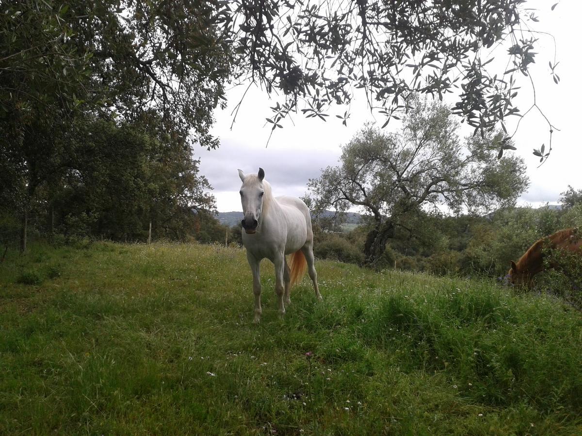 La Carnicera 3*