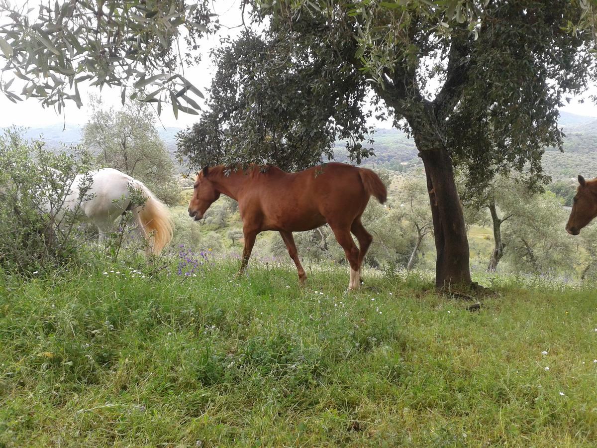 La Carnicera Guest house 3*
