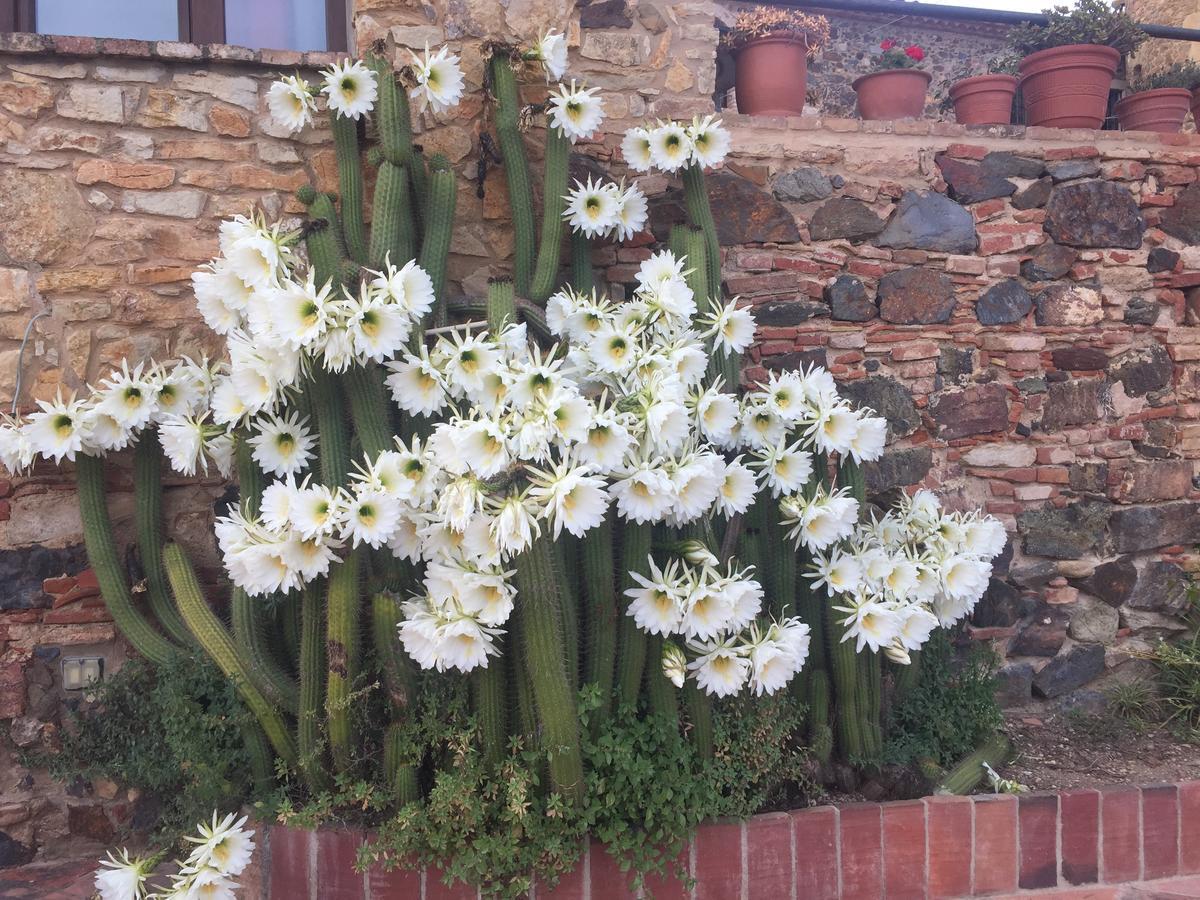 Mas Tomas * Vall-Llobrega