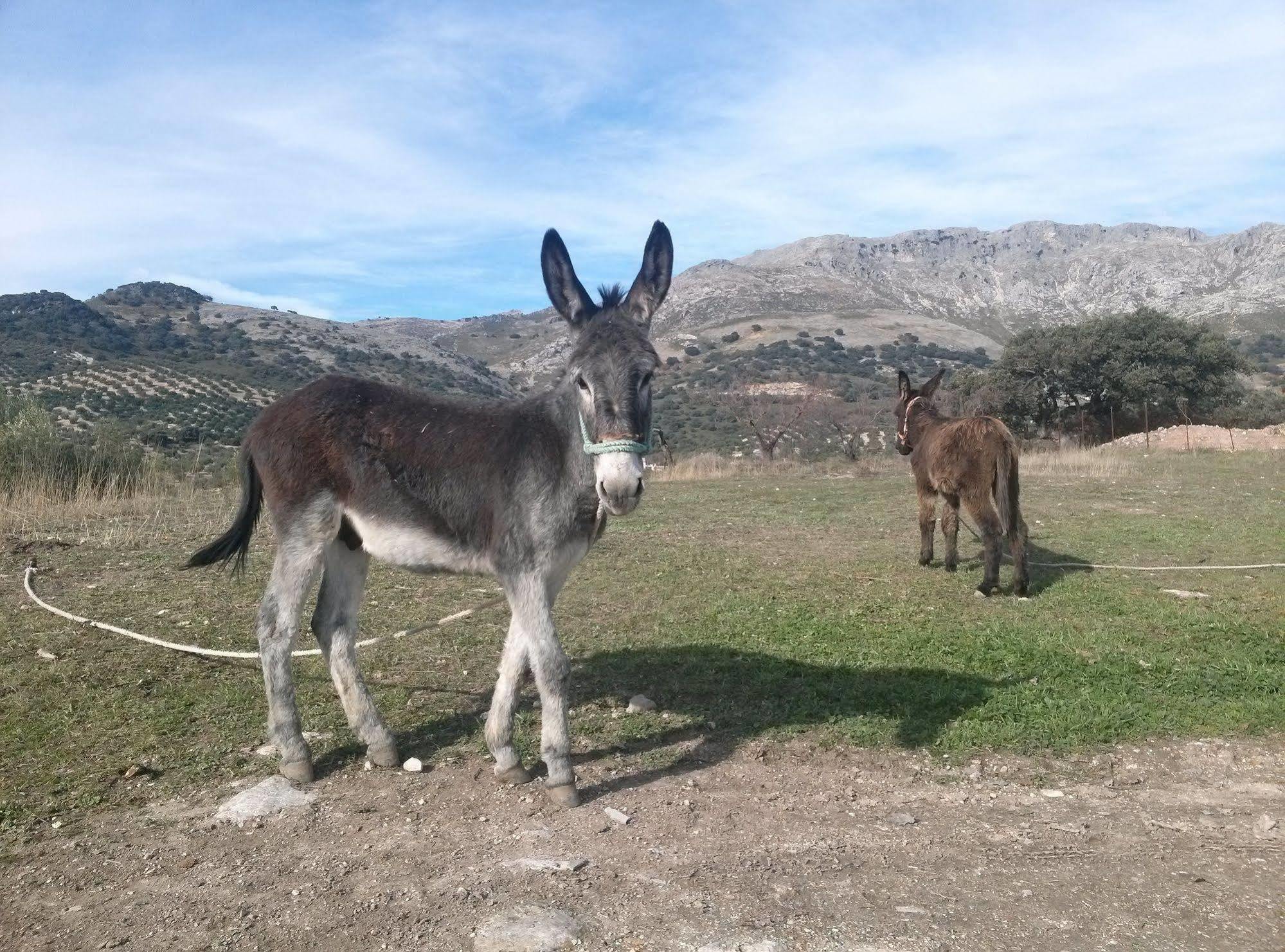 Holiday home Cortijo El Llano Las Lagunillas