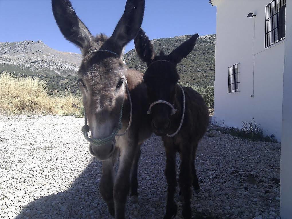 Holiday home Cortijo El Llano