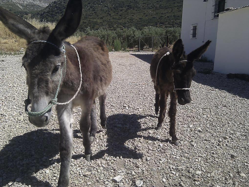 Cortijo El Llano Holiday home Las Lagunillas