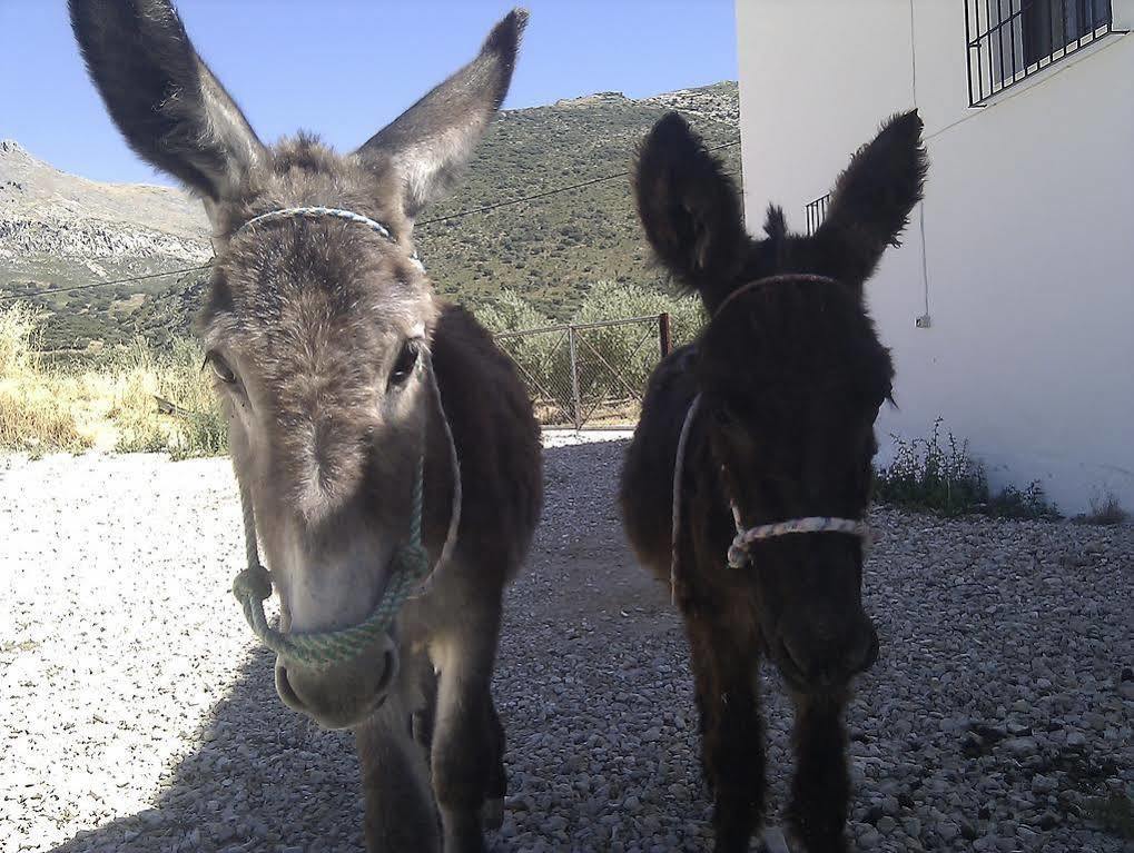 Holiday home Cortijo El Llano Las Lagunillas