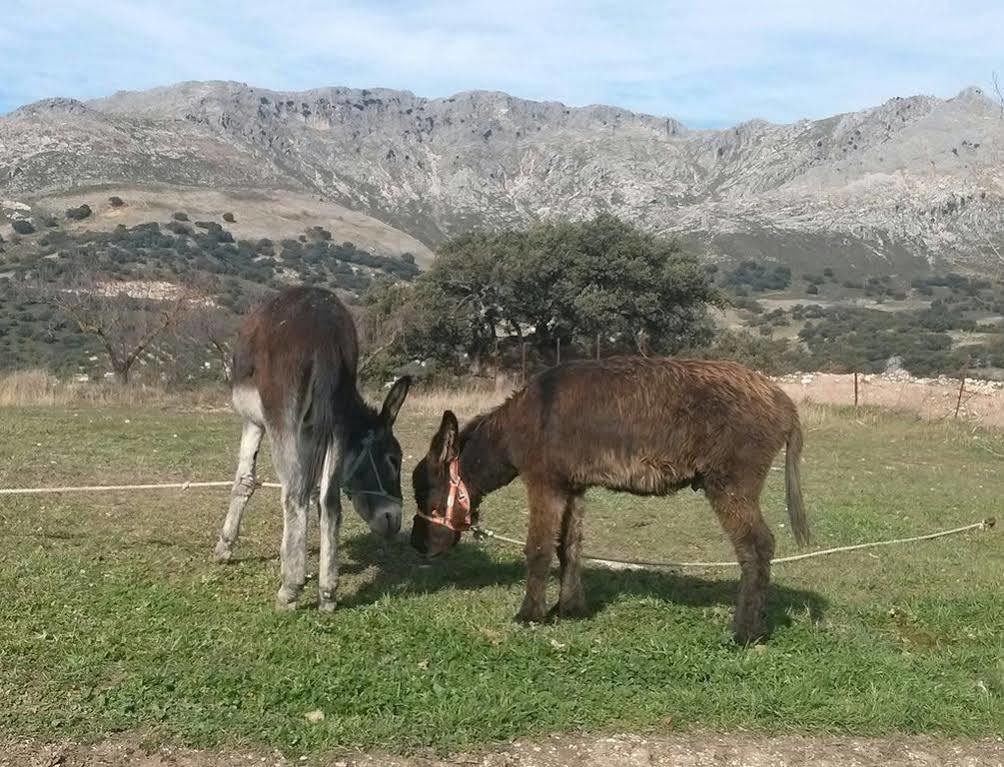 Cortijo El Llano Las Lagunillas