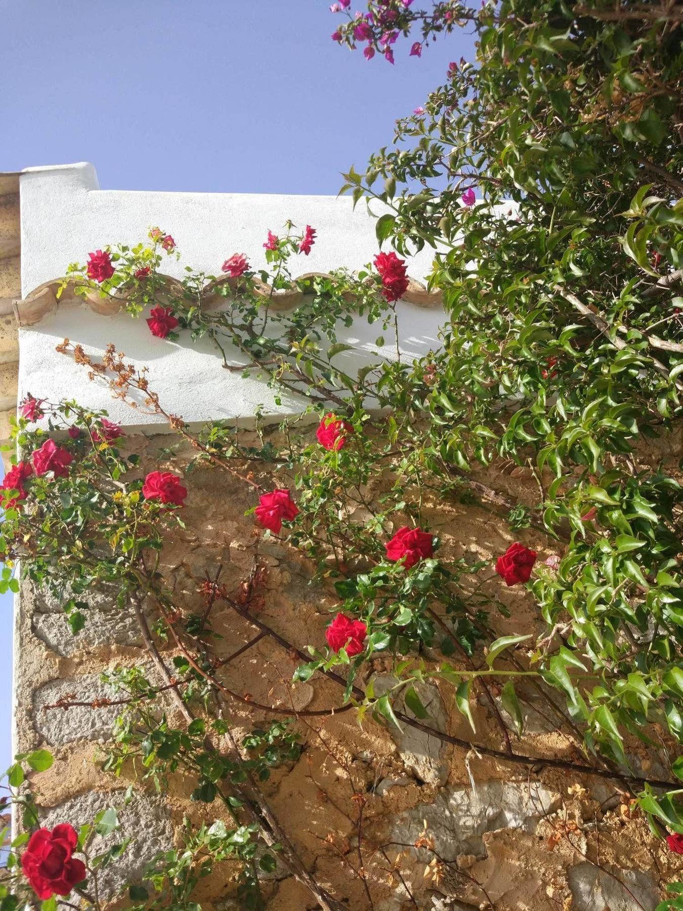 Sa Vinya D'en Palerm Agroturismo
