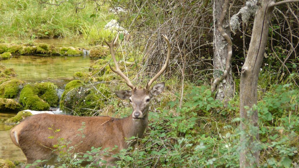 Rurales Campillo