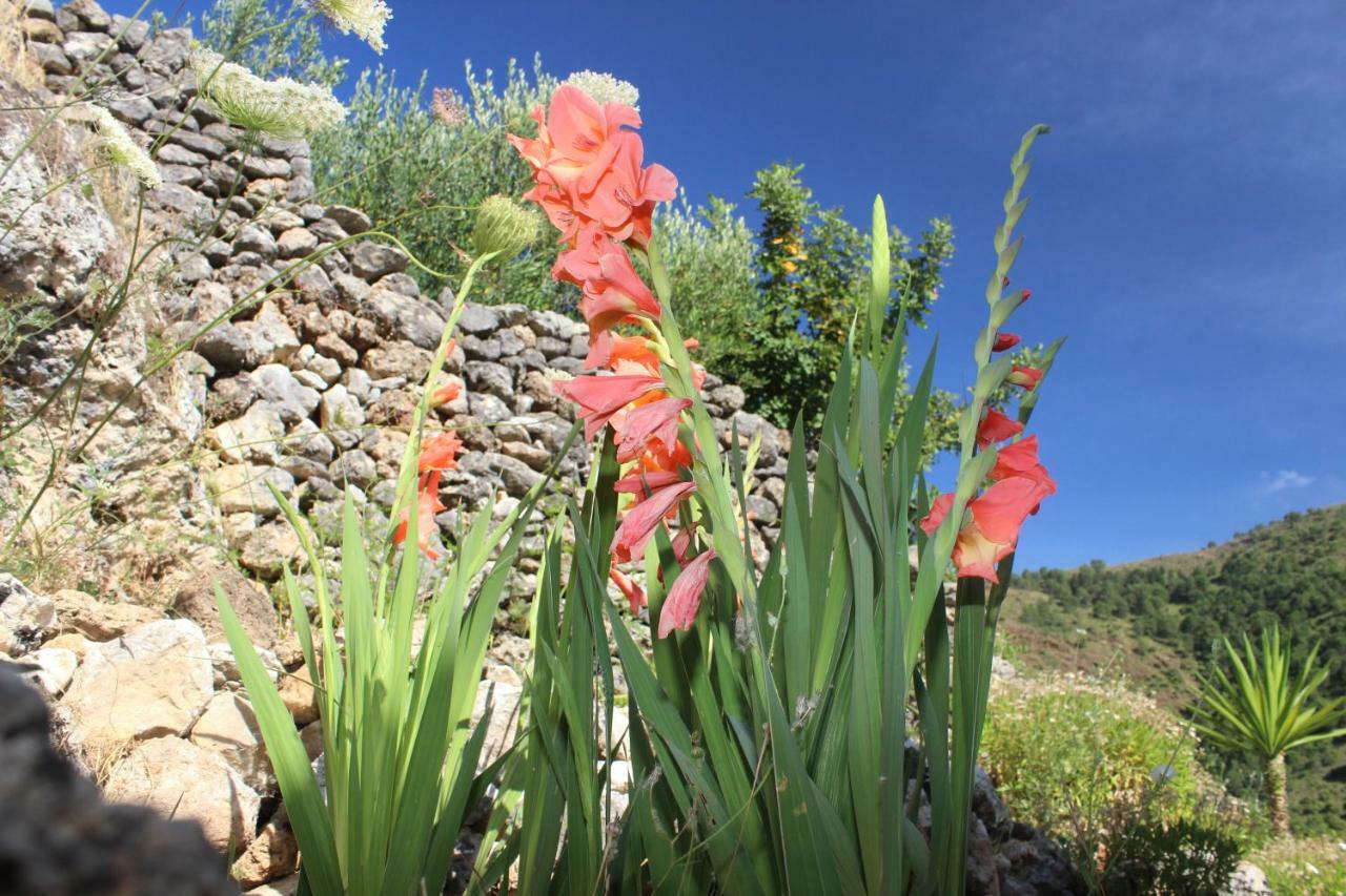 Alojamiento Rural Alfaguara Holiday home Tolox