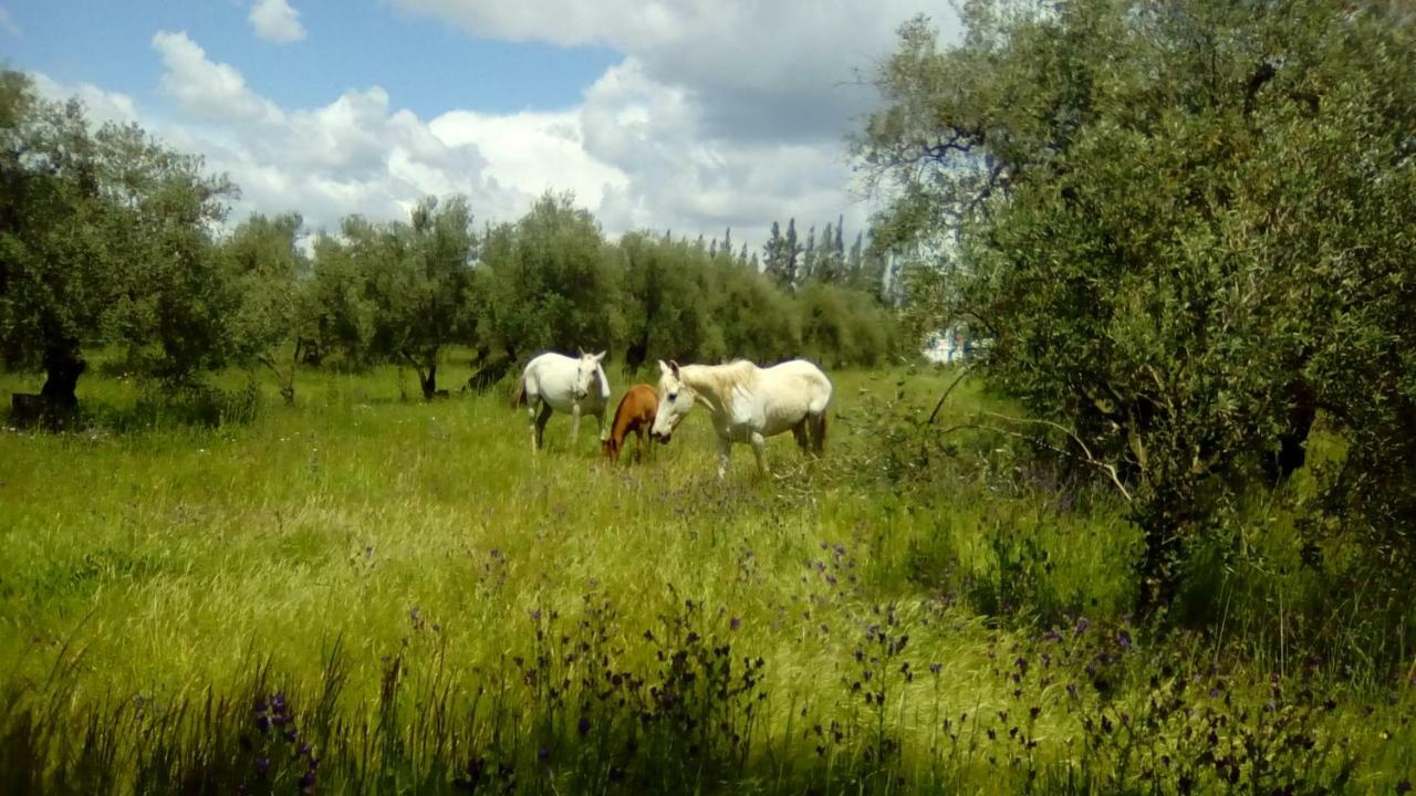 Agroturismo Casa Halcon *