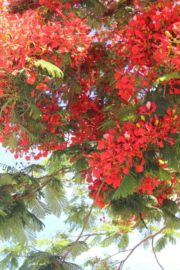 Jardines Canarios