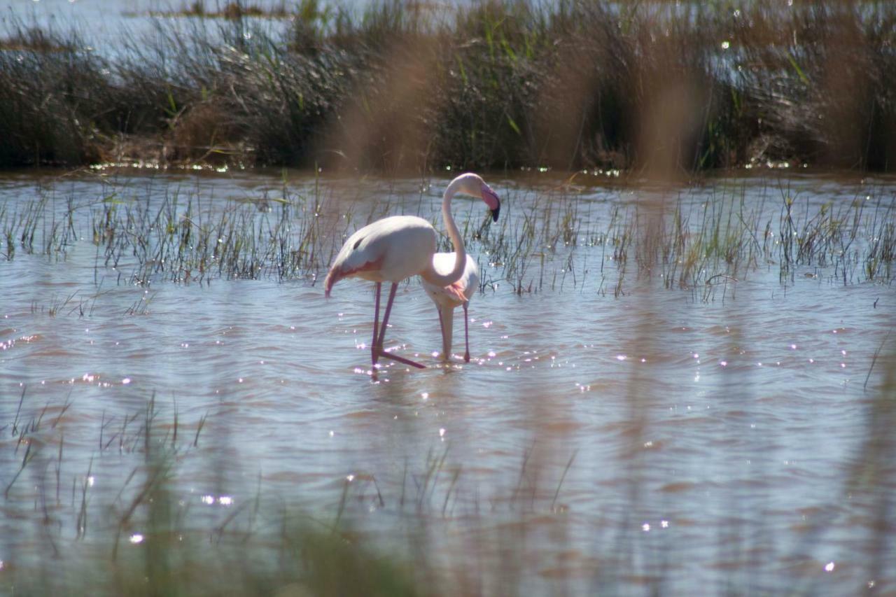 Eucaliptus A - Delta Del Ebro *