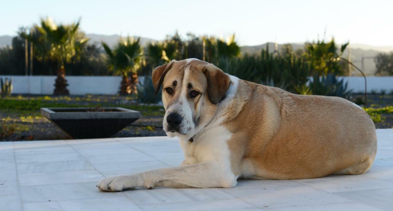 Cortijo Oro