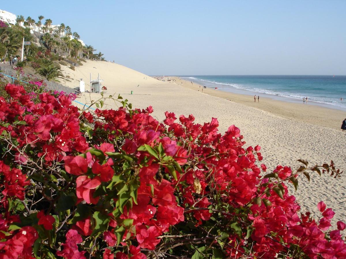 Guacamayo * Morro Jable (Fuerteventura)
