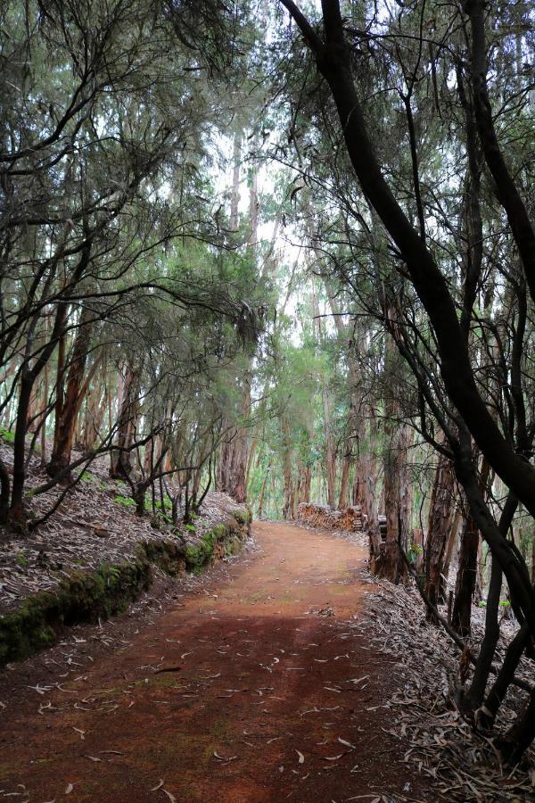 Сasa de vacaciones De Invitados En Medio Del Bosque Firgas
