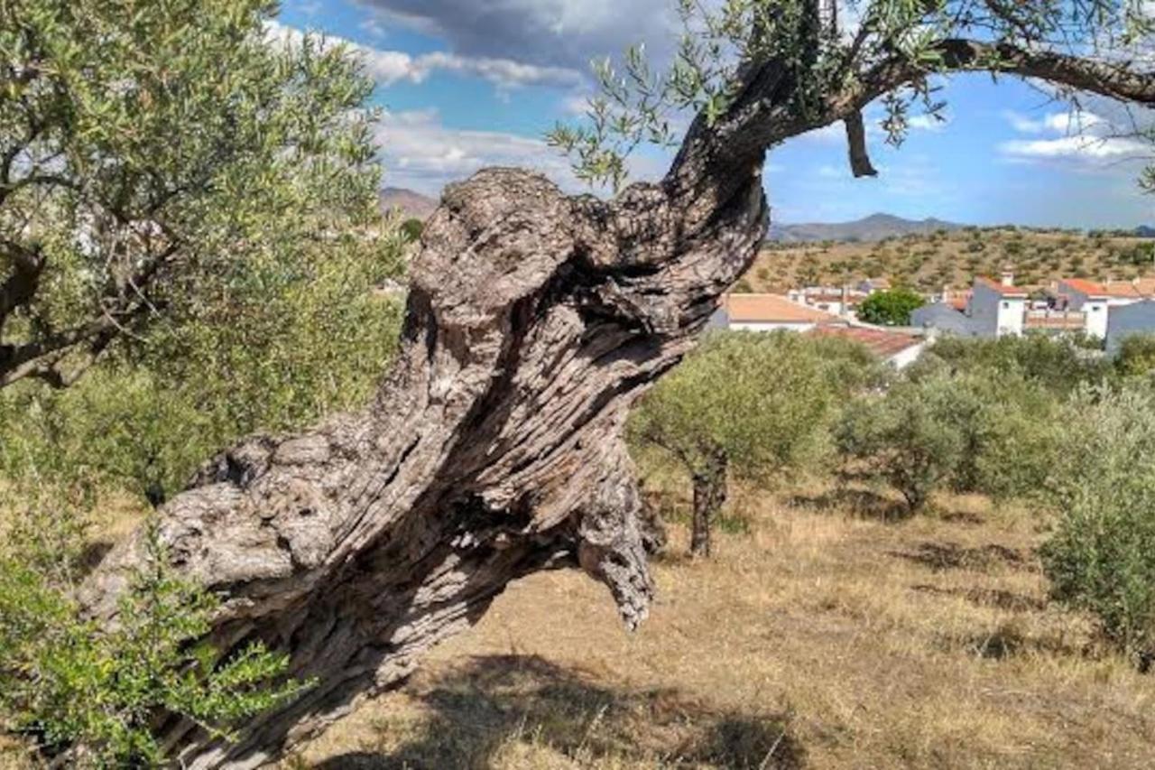 El Olivar De Concha, Caminito Del Rey Holiday home