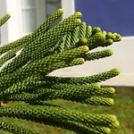 Hotel Gastronómico Araucaria