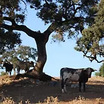 Molino Chirrion