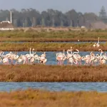 Apartamento PEPA. En el corazón del Delta.