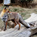 Can Batlló
