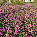 Casas Holiday - Playa del Cura