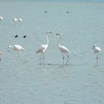 Lo Flamenc