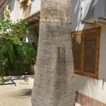 La Casa De La Palmera
