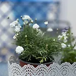 Apartamentos Vela Blanca