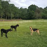 Mas Els Plans La casa pensada para perros que viajan con sus humanos