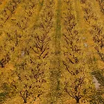 Casa De L\'Arbre