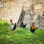 El Buxaus De La Muntanya